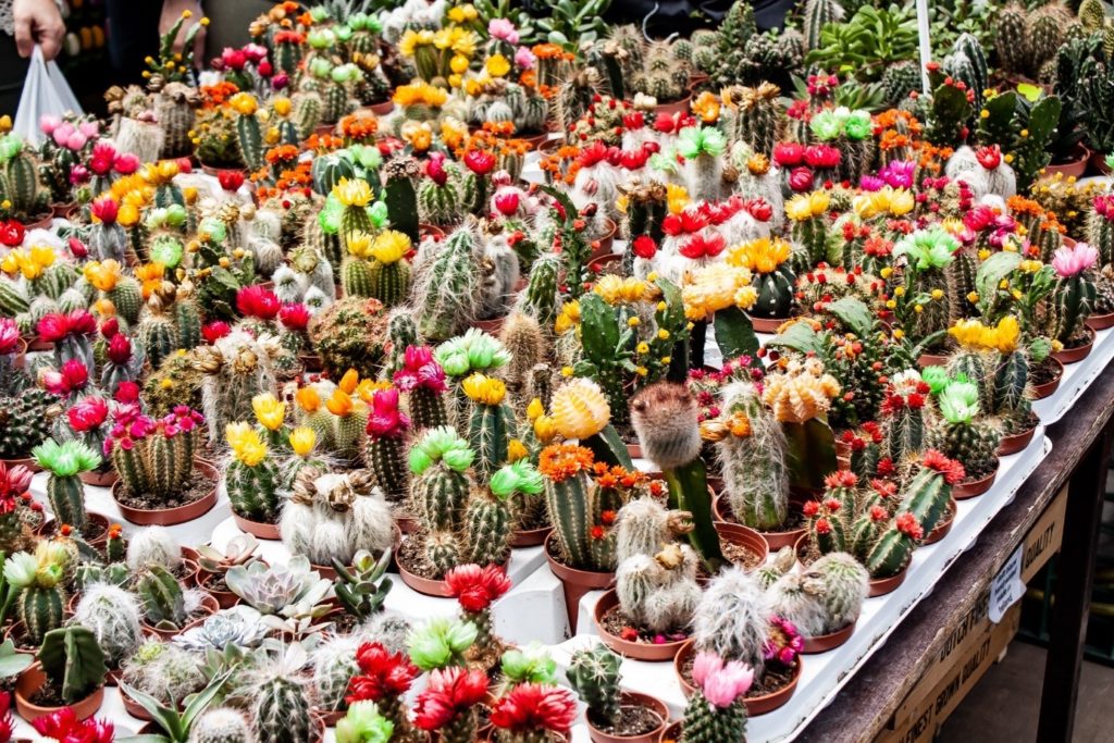 A must see travel Amsterdam: Bloemenmarkt