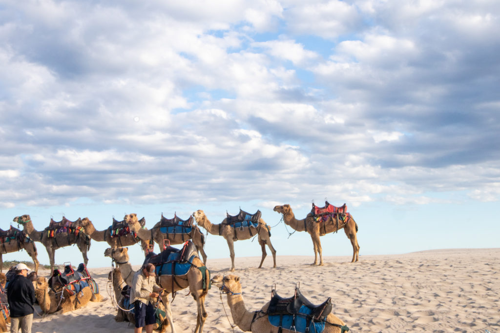 Things to do in Port Stephens : camel  rides