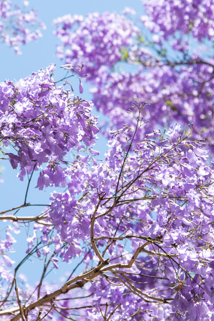 Where to Find Jacarandas in Sydney