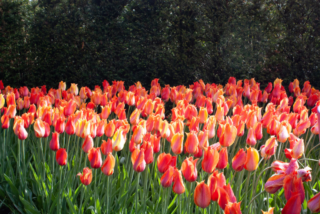 tulips in the netherlands