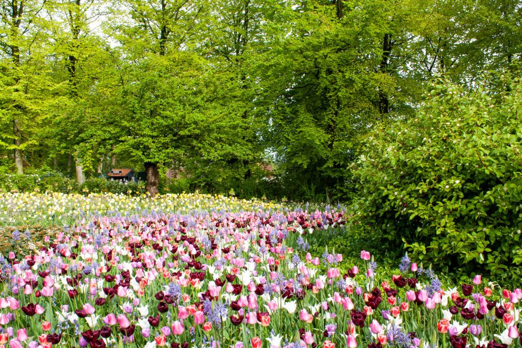 tulip fields in the netherlands: Keukenhof