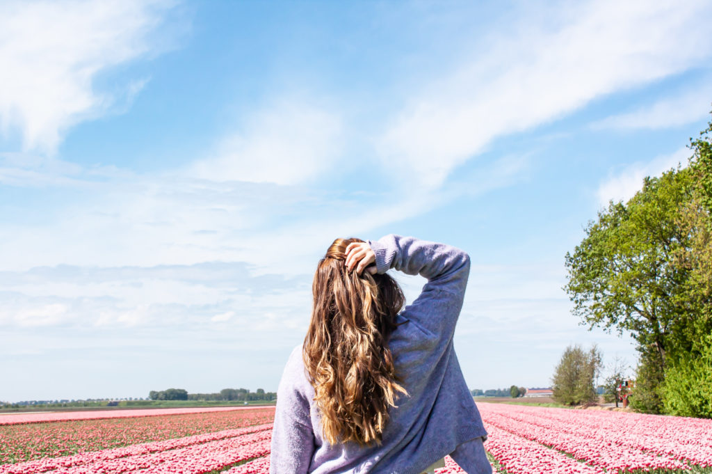 tulip fields in the netherlands