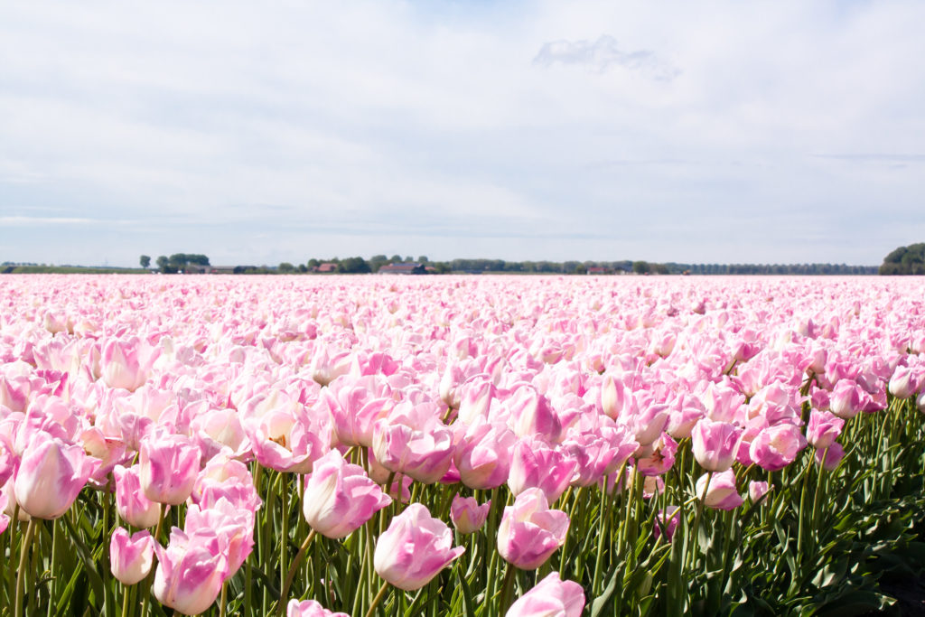 tulip fields in the netherlands