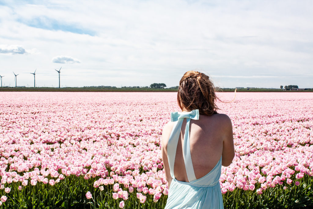 tulip fields in the netherlands