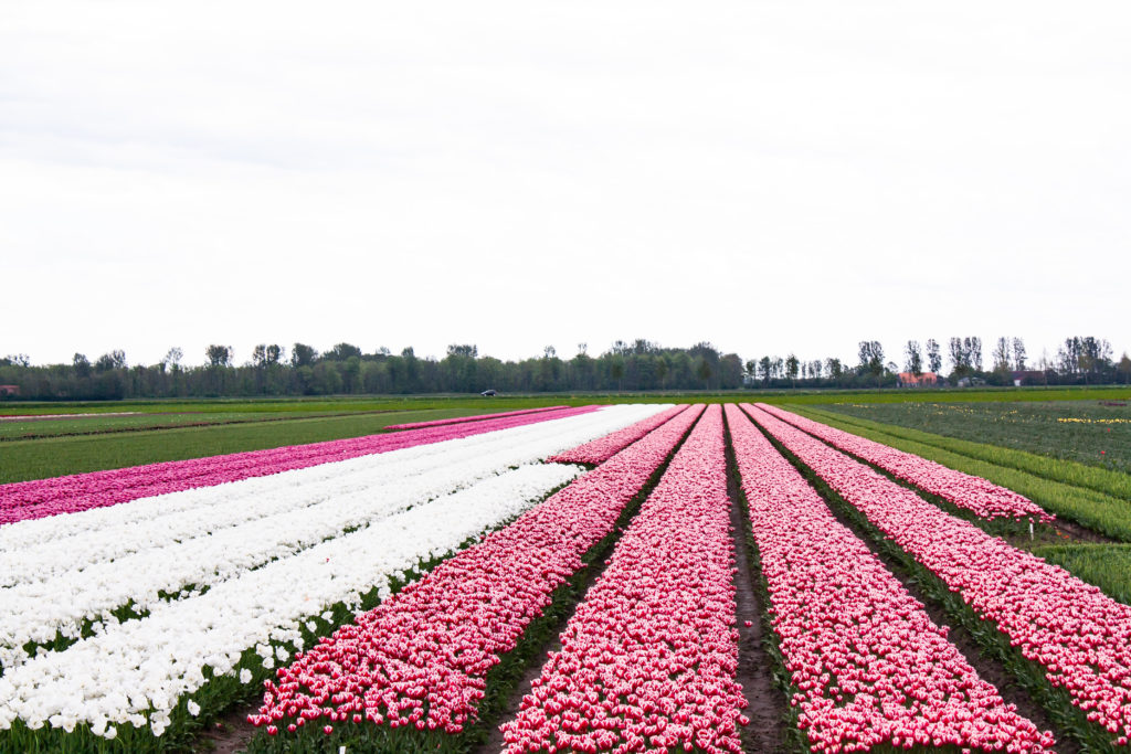 tulip fields in the netherlands