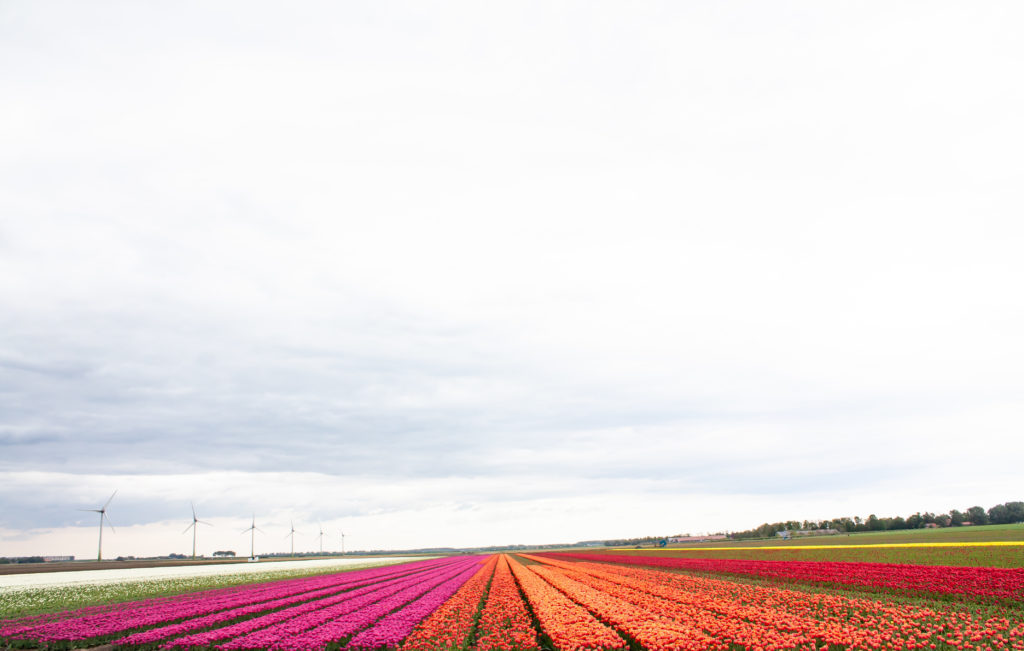 tulip fields in the netherlands