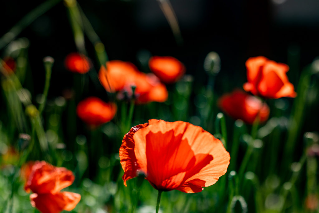 tuscany travel guide: poppy fields in Tuscany Italy