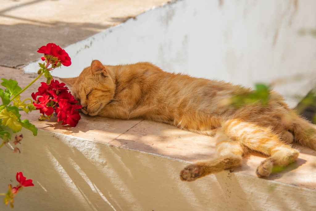 the best things to do in Corfu: Cat at Paleokastritsa Monastery