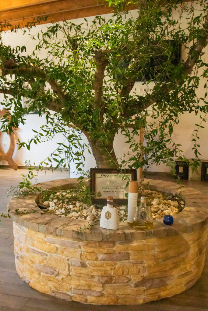 Corfu Greece Travel Guide: Olive tree at oilive oil tasting