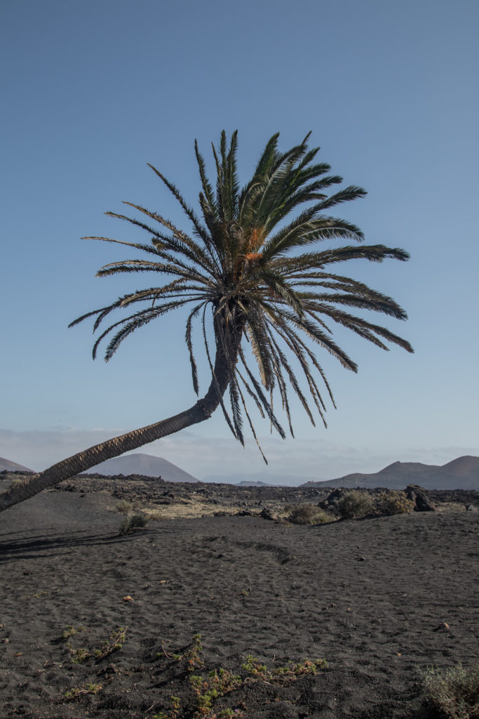 the best things to do in Lanzarote: palm tree in volcanic park