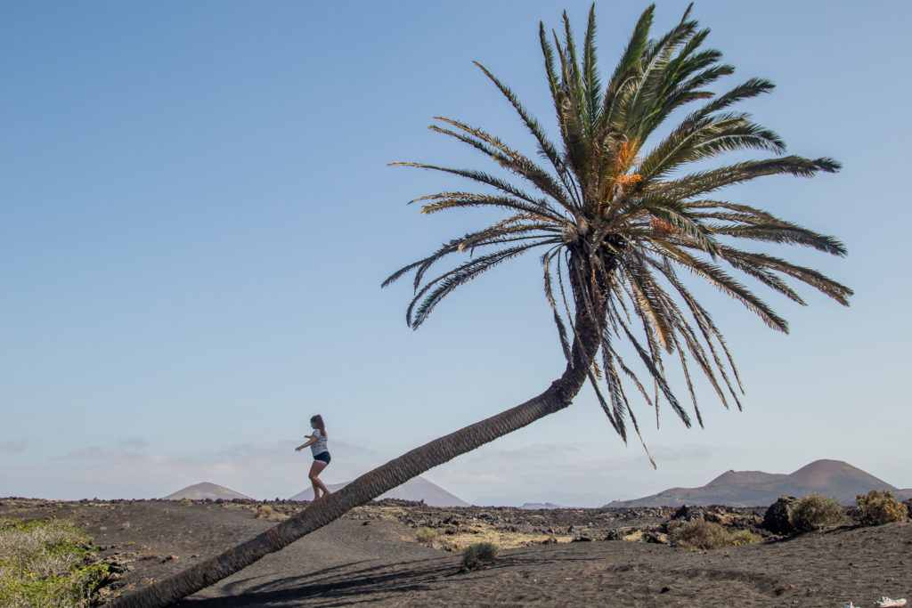 the 20 best things in Lanzarote: palm tree 