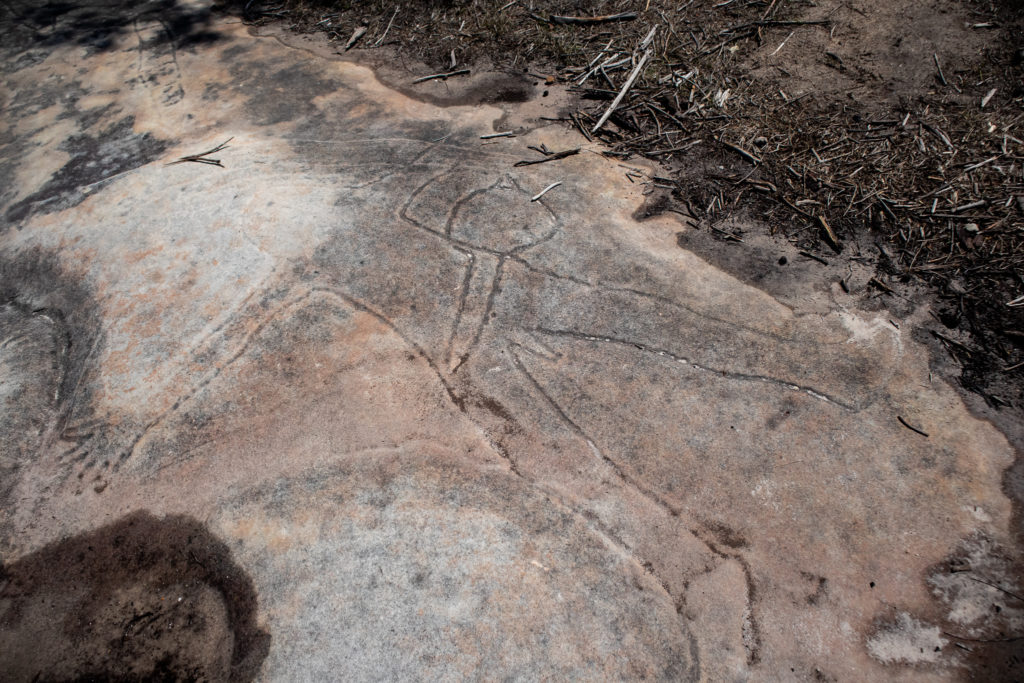 Aboriginal engravings on the Resolute Loop Walk in Ku-ring-gai Chase National Park