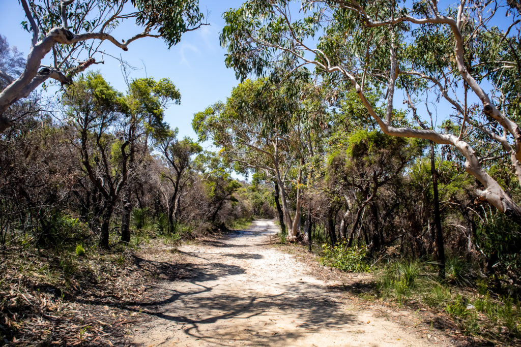 Fire trail on the Resolute Loop Walk in Ku-ring-gai Chase National Park