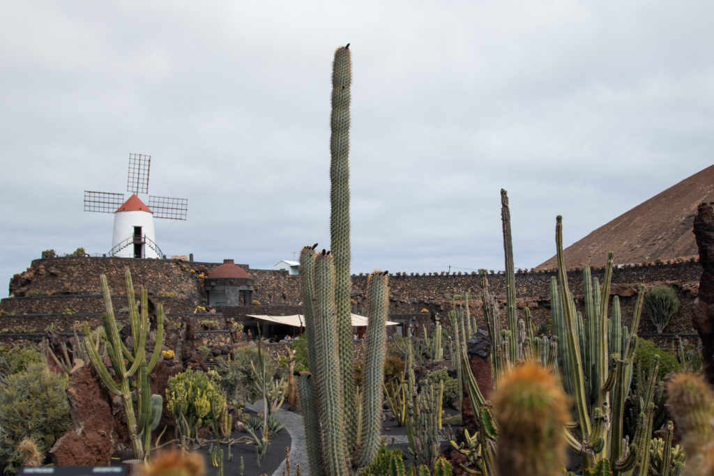 cactus garden with windmill