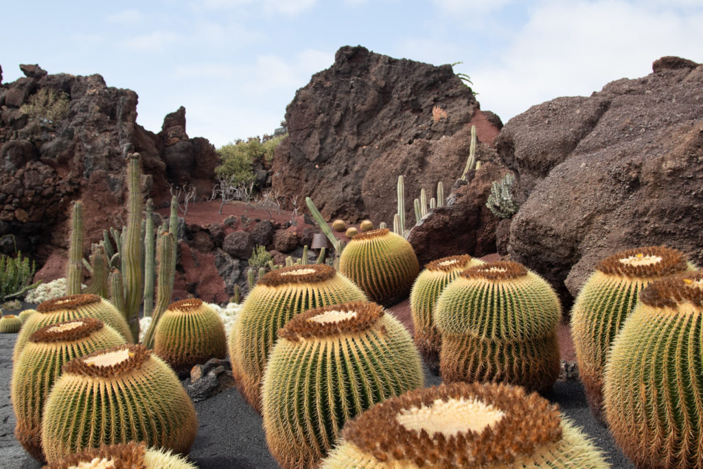 cactus garden